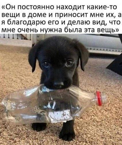 Ну какой милашка 😍 | Сетка — социальная сеть от hh.ru