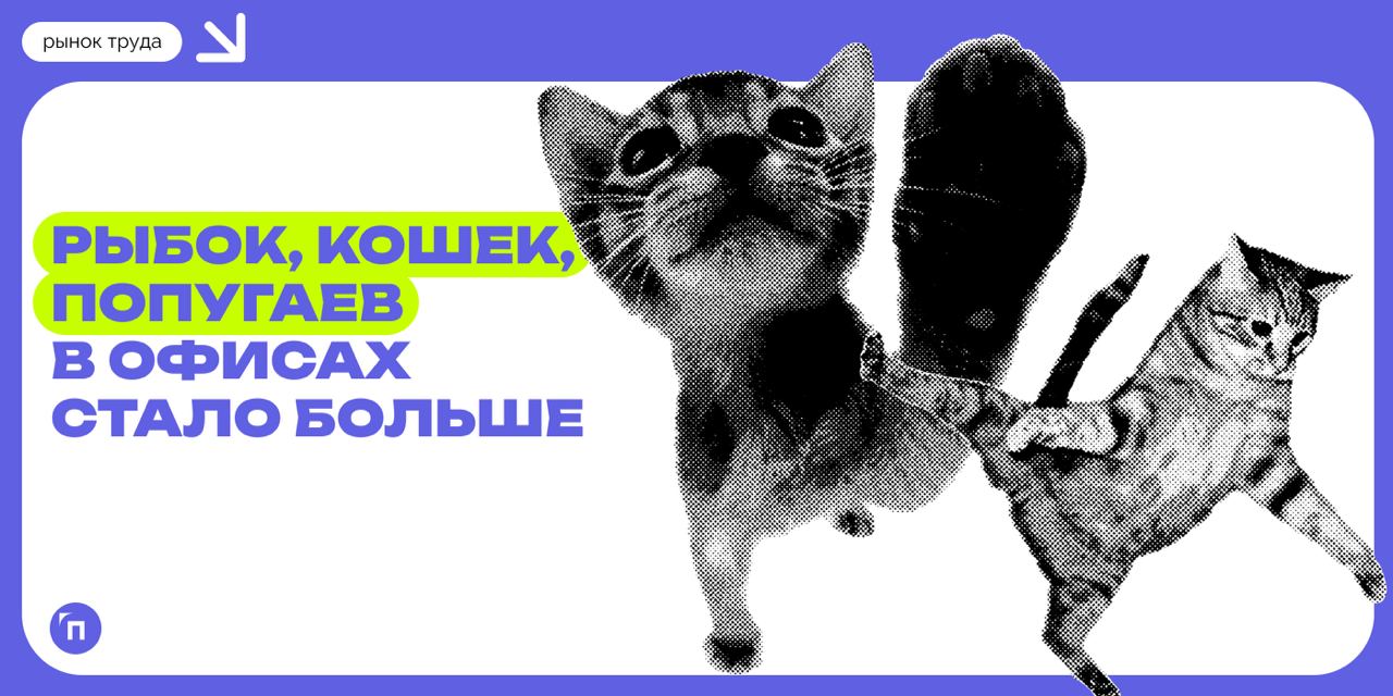 🐠 Рыбок, кошек, попугаев в офисах стало больше
В офисе каждой пятой компании живут рыбки, кошки и другие домашние животные. Каждый девятый работодатель заводит их целенаправленно | Сетка — социальная сеть от hh.ru
