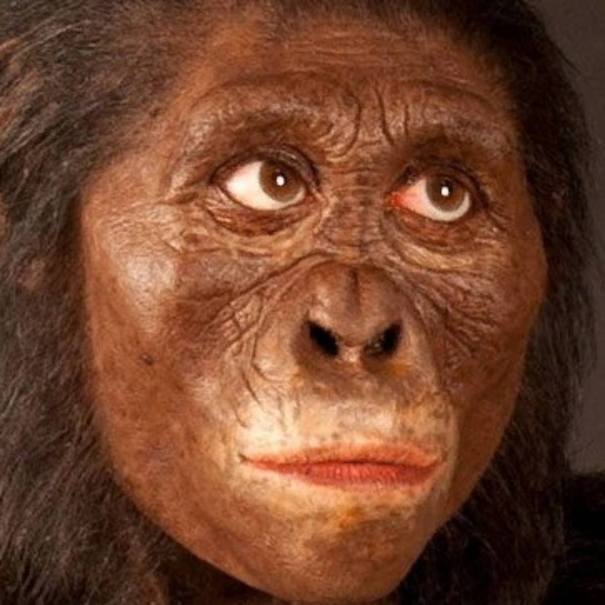 Homo Sapiens
