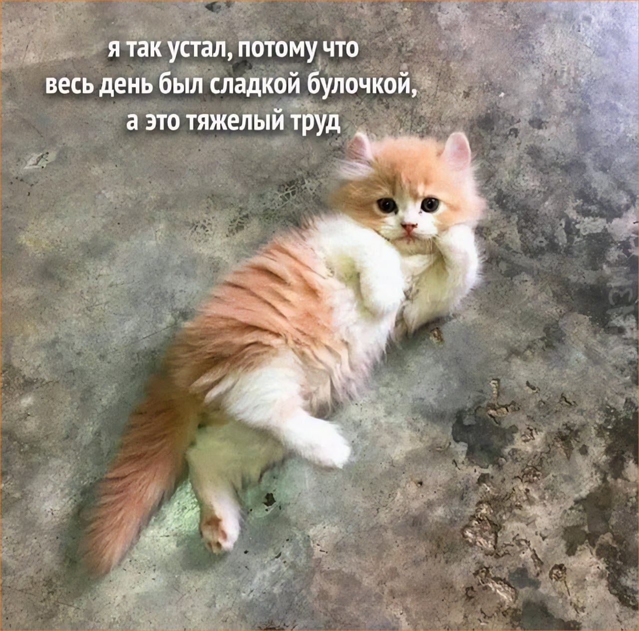 ➡️ отправь в телеге мем коллеге | Сетка — социальная сеть от hh.ru