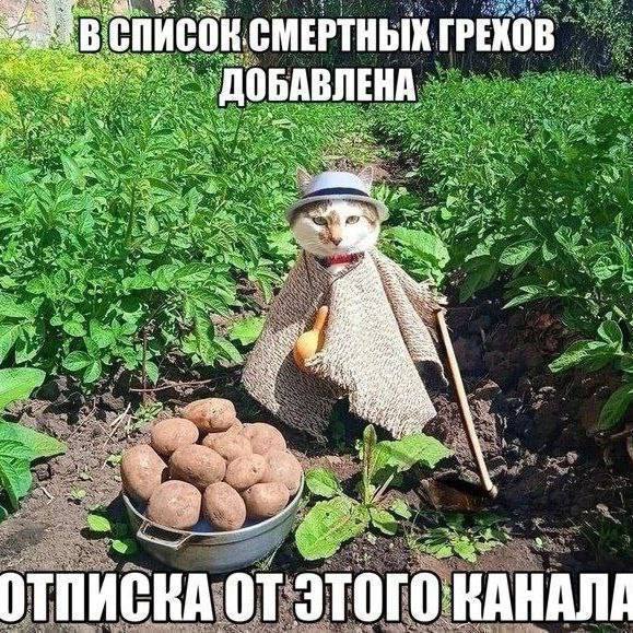 Подборка мемов за неделю | Сетка — социальная сеть от hh.ru