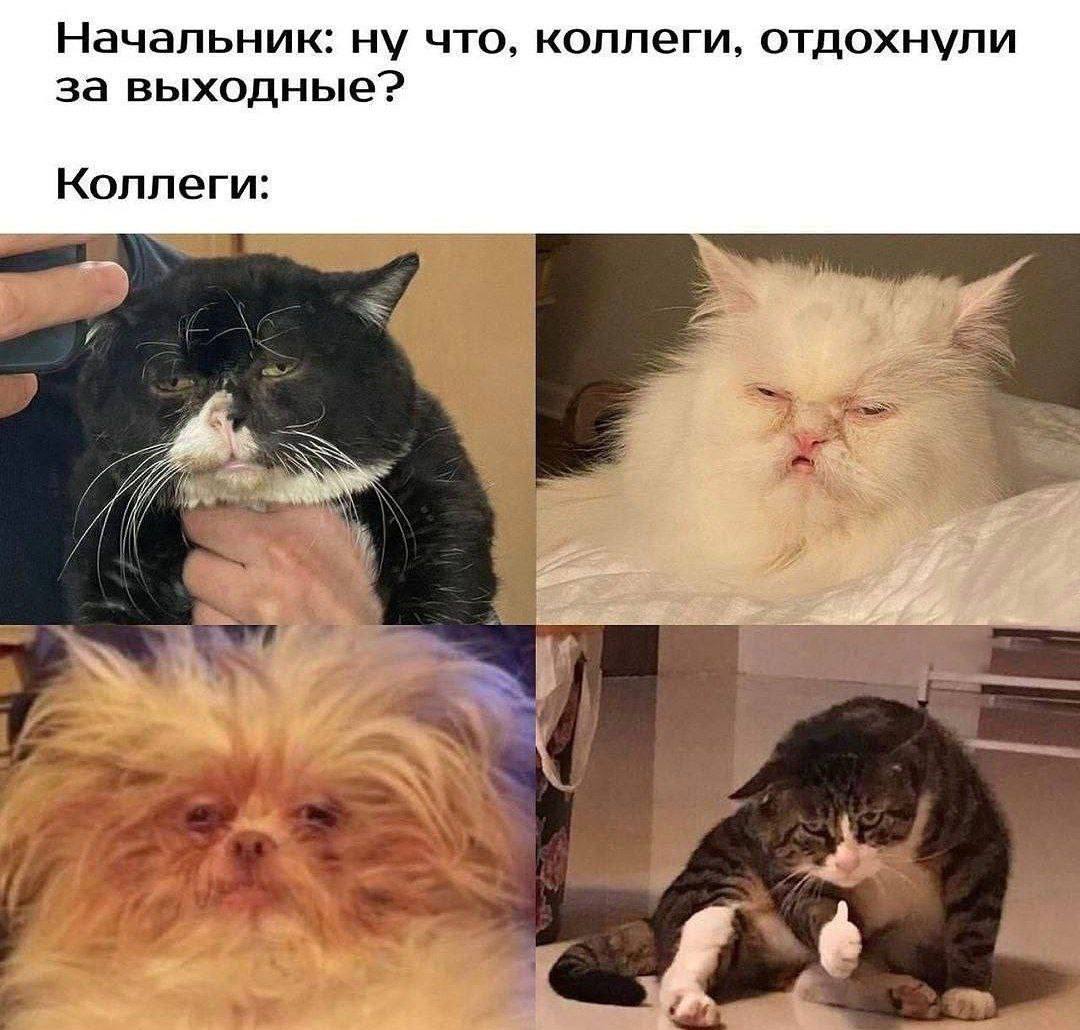 Друзья! Встречаем понедельник😉Всем продуктивной трудовой недели🔥
Сегодня я презентую очень вкусные предложения для решения любого карьерного запроса 🎯
Не пропустите! А пока ⬇️ | Сетка — социальная сеть от hh.ru