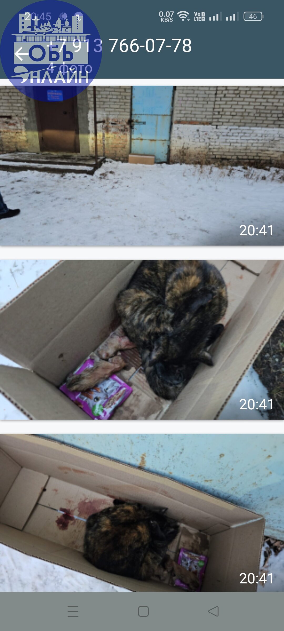 ↗ Котята замёрзли у зоомагазина в г. Обь на ул Геологическая 8 пока к ним ехали волонтёры. Зоомагазин не разрешили и не занесли даже в коридор Кошку с котятами | Сетка — социальная сеть от hh.ru