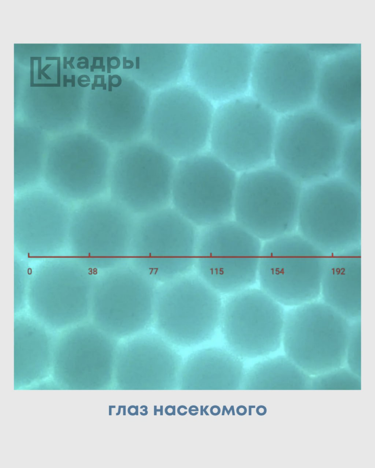 Полевым геологам на заметку 📌
Канадская компания QingYing E&T LLC объявила сбор на кикстартер для выпуска супер девайса - поляризационного микроскопа размером с кончик пальца, который способен работат... | Сетка — социальная сеть от hh.ru