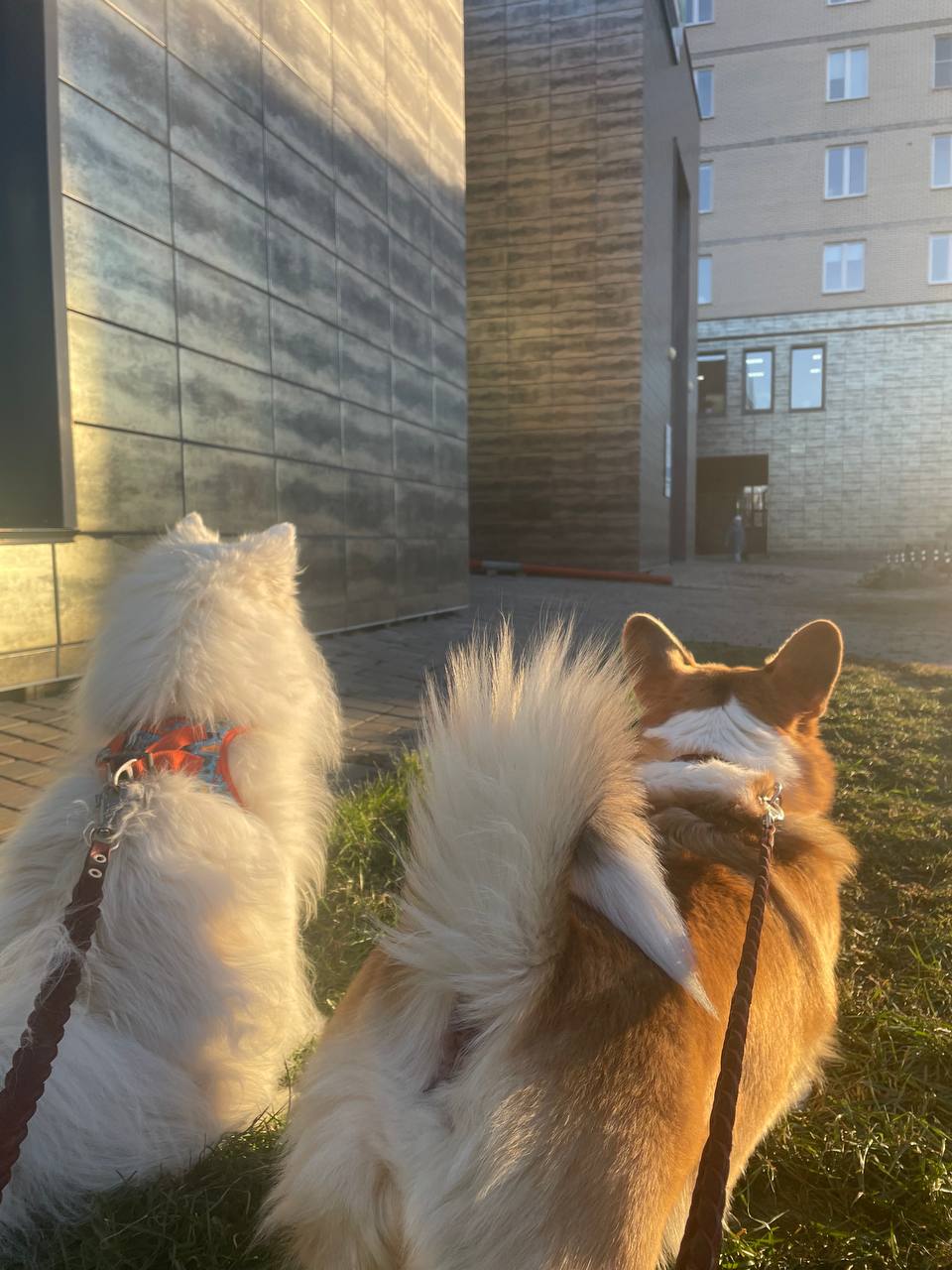 Ох разбалуют, разбалуют! 🐶😍 | Сетка — социальная сеть от hh.ru