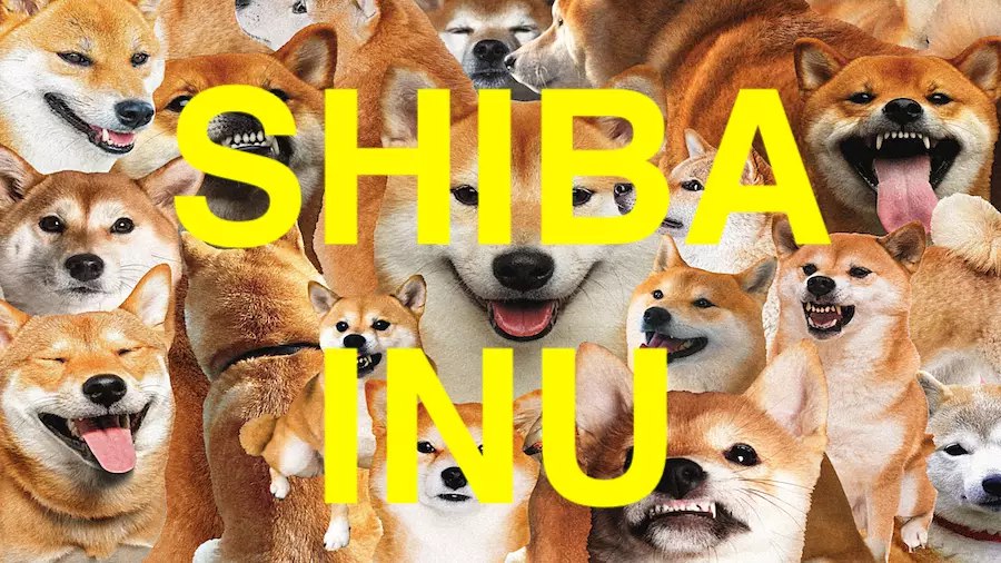 Разработчик Shiba Inu: SHIB больше не конкурирует с мемкоинами | Сетка — социальная сеть от hh.ru