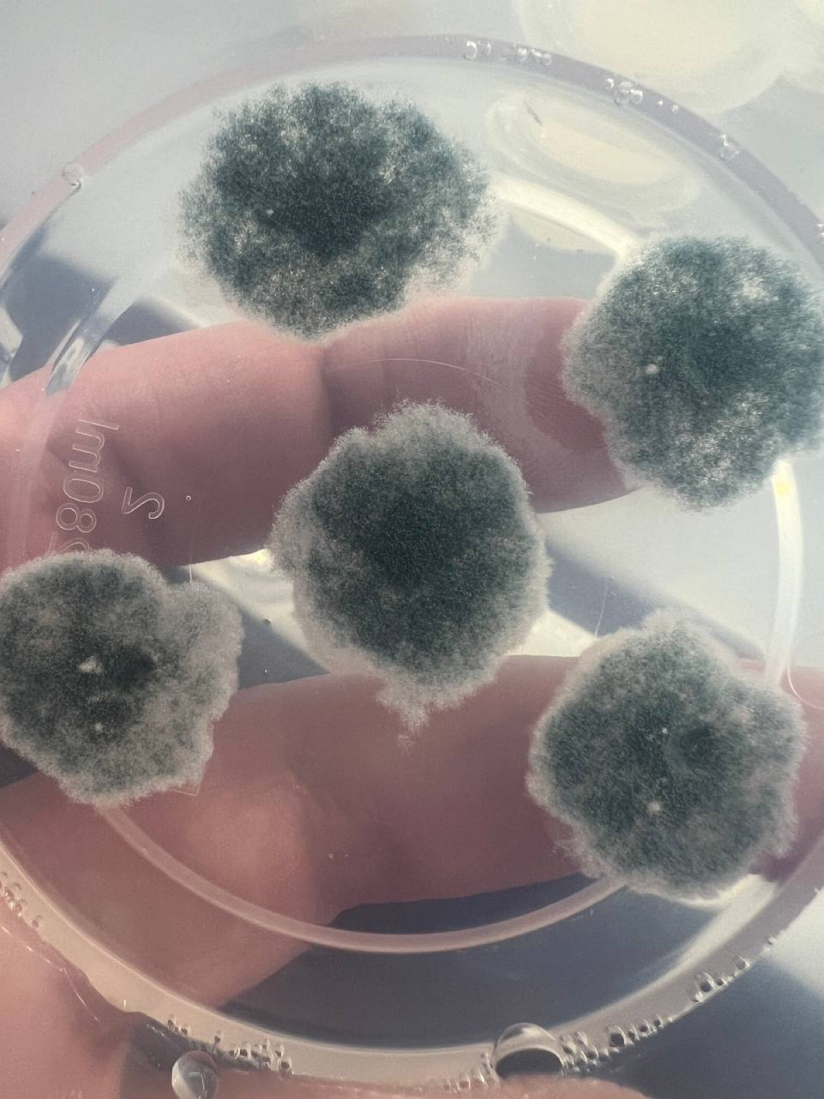 Среда для грибов | Сетка — социальная сеть от hh.ru