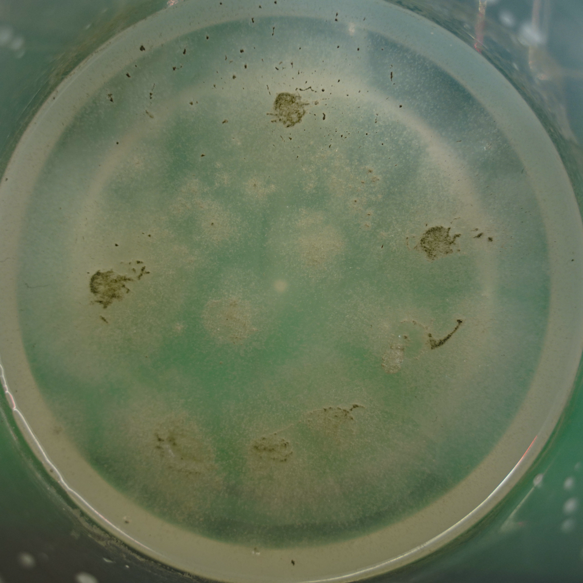 Среда для грибов | Сетка — социальная сеть от hh.ru