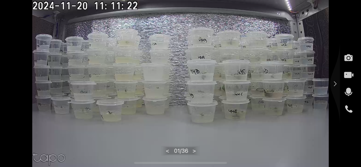 Статус по микроклонированию васаби | Сетка — социальная сеть от hh.ru