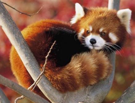 На хабре статья про Firefox
Браузеру 20 лет! Старичок уже!
Как по мне это самый быстрый и удобный браузер для работы | Сетка — социальная сеть от hh.ru