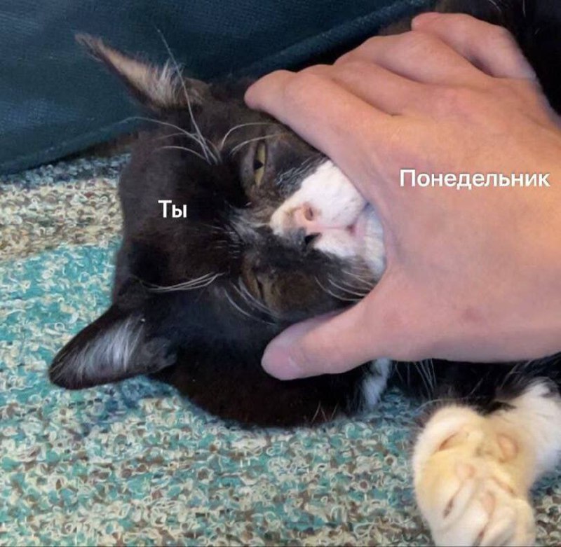 🔗 мемы в телеграм канале | Сетка — социальная сеть от hh.ru