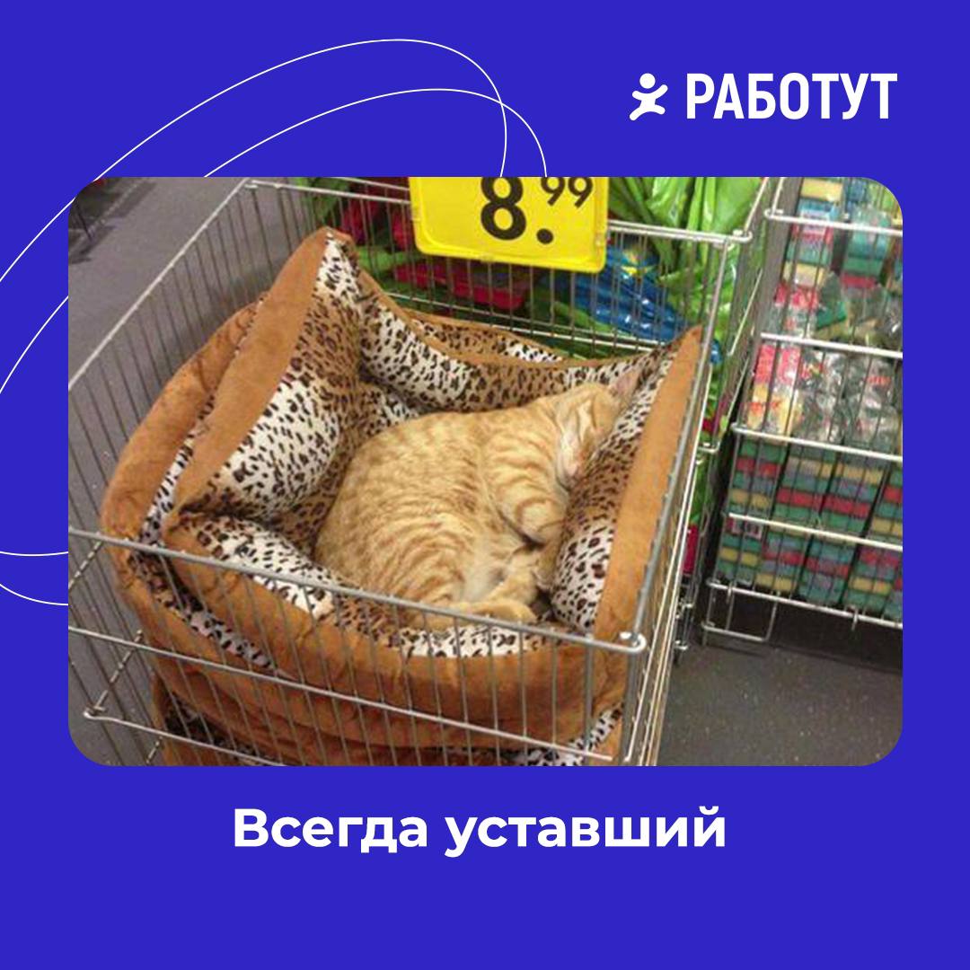 Три типа мерчендайзеров на Работе 😄
Устаёте, не понимаете, что происходит или выкручиваетесь из любой ситуации? 🤔
#мемыработут | Сетка — социальная сеть от hh.ru