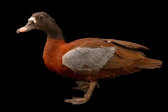 Утка Хартлауба
(Anas hartlaubi) — это вид уток, который обитает в основном на западе и юге Африки | Сетка — социальная сеть от hh.ru