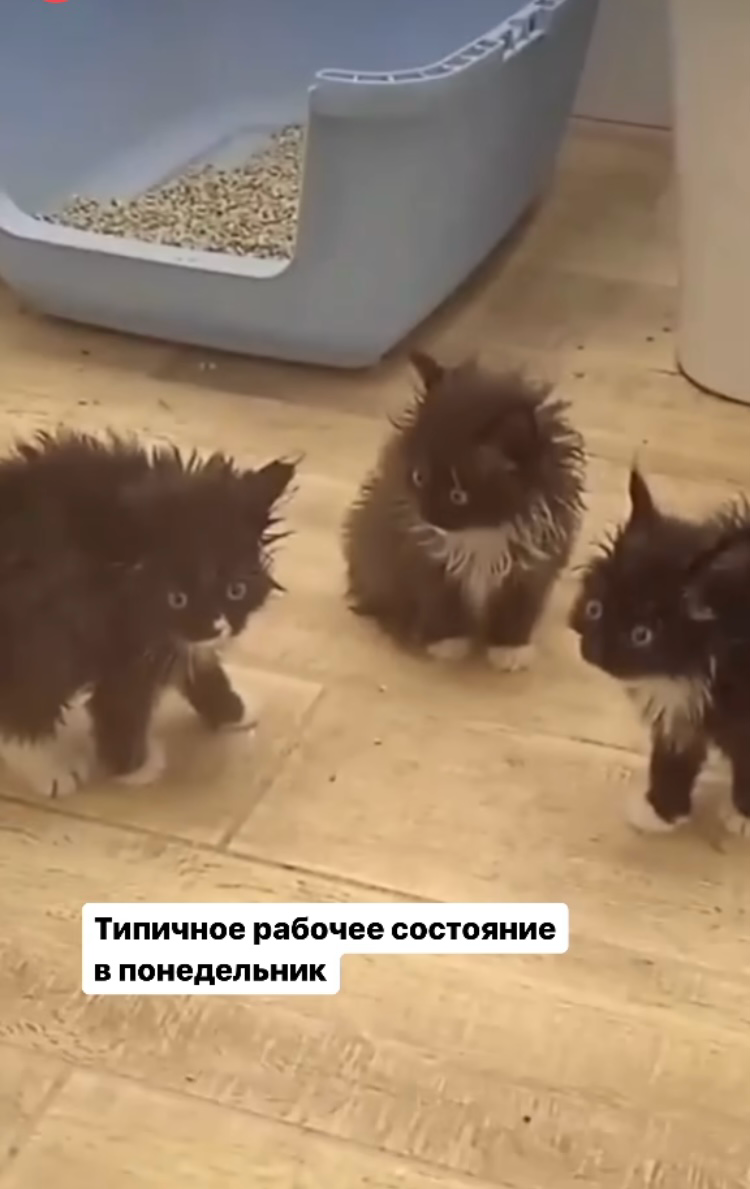 Мем дня на понедельник 😄 | Сетка — социальная сеть от hh.ru