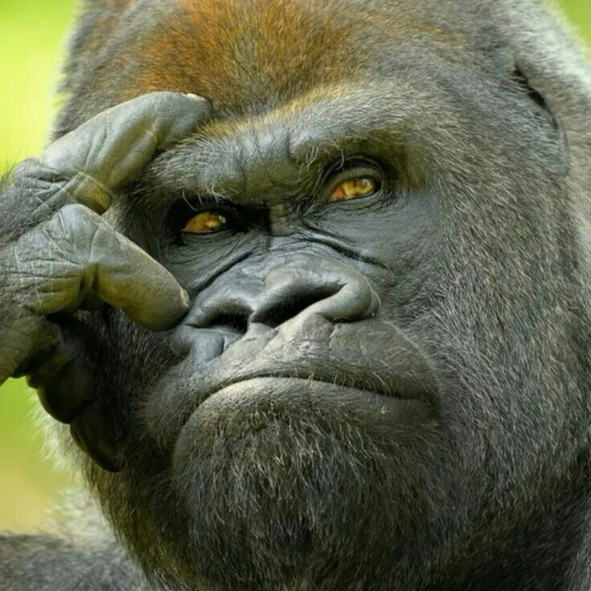 Александр Куценко | Сетка — социальная сеть от hh.ru