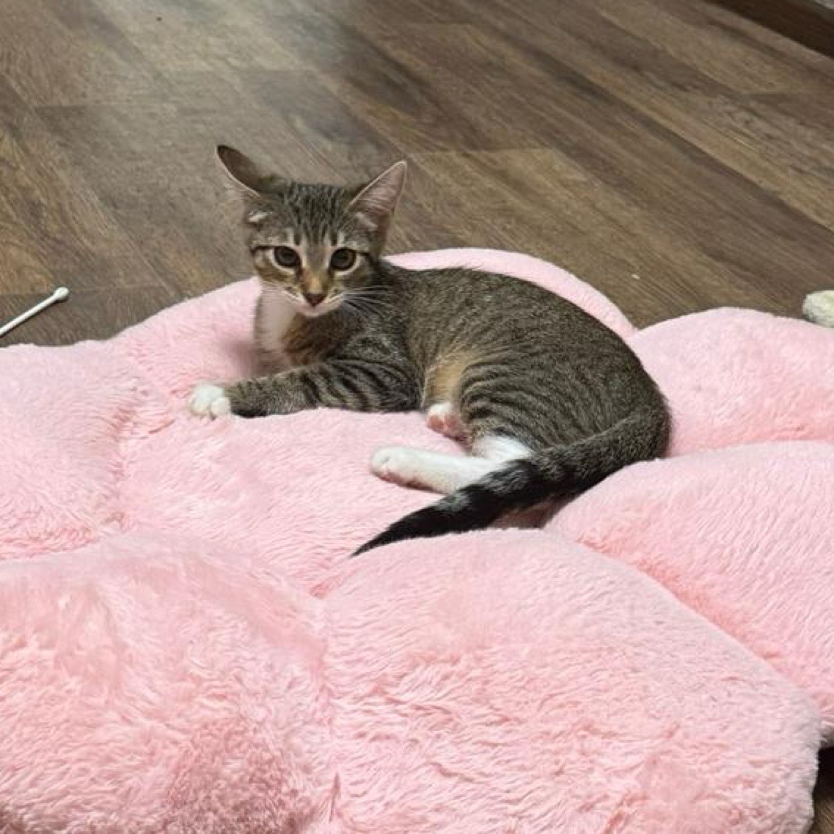 Александра Кострикова