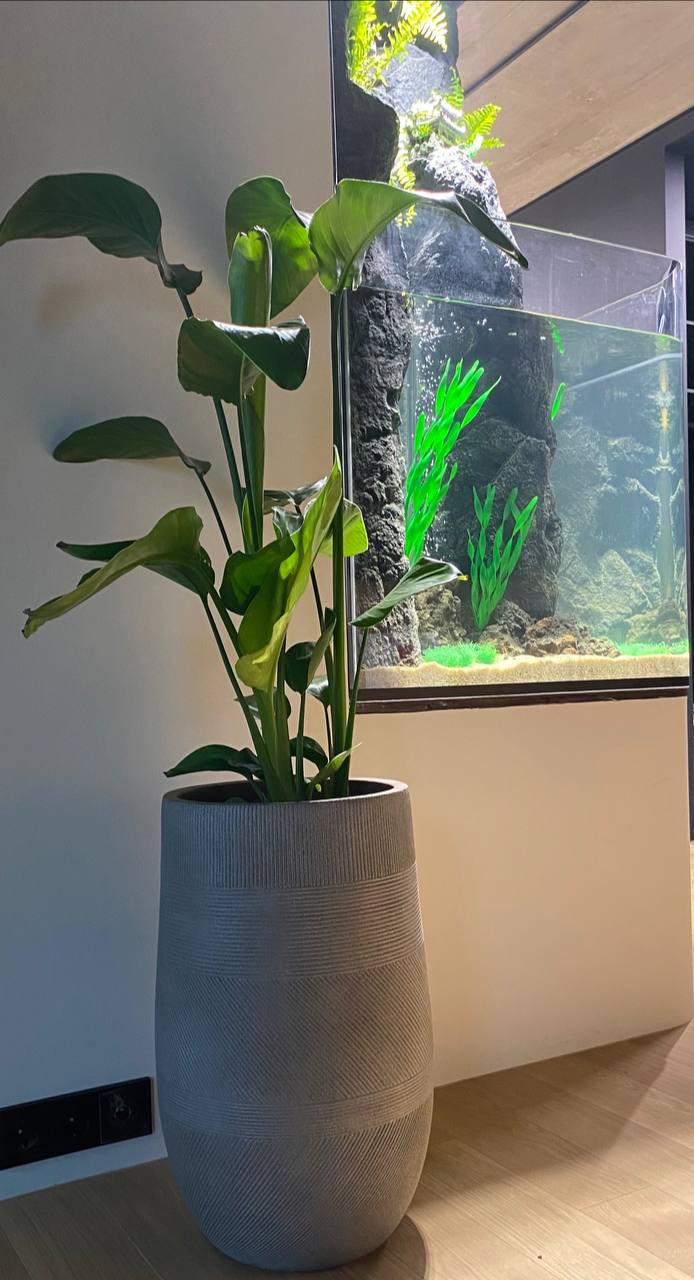🌴Привезли красавицу Стрелицию в новый дом.
Кстати у нее есть соседи 🌳🌻
✅Подписывайтесь на канал, сегодня покажем вам весь проект по Озеленению квартиры в Санкт-Петербурге.
Fitostor | Сетка — социальная сеть от hh.ru