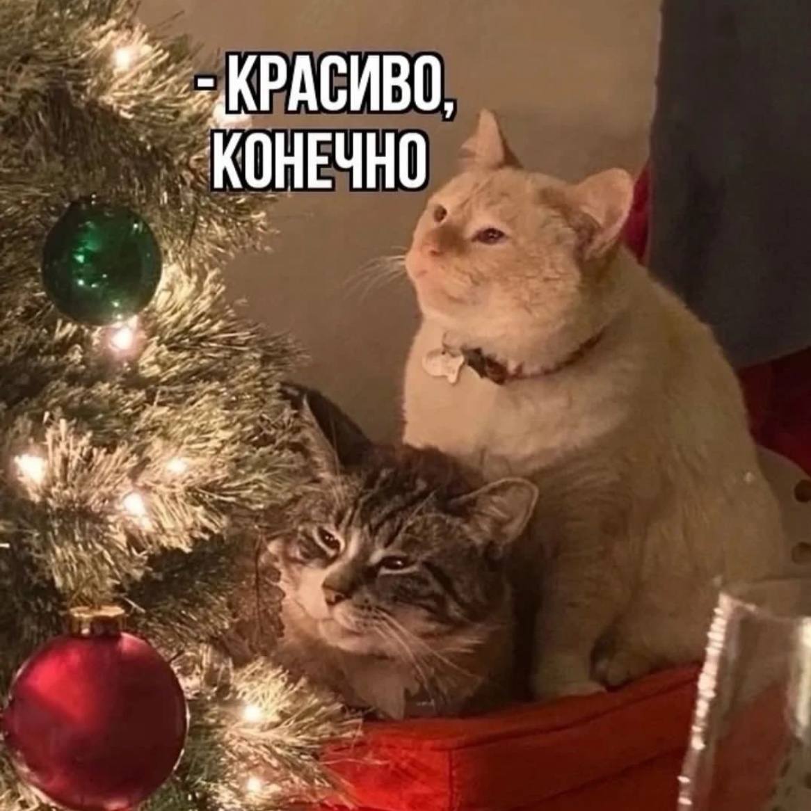 Я и попытки полюбить зиму хотя бы из-за празднования НГ | Сетка — социальная сеть от hh.ru