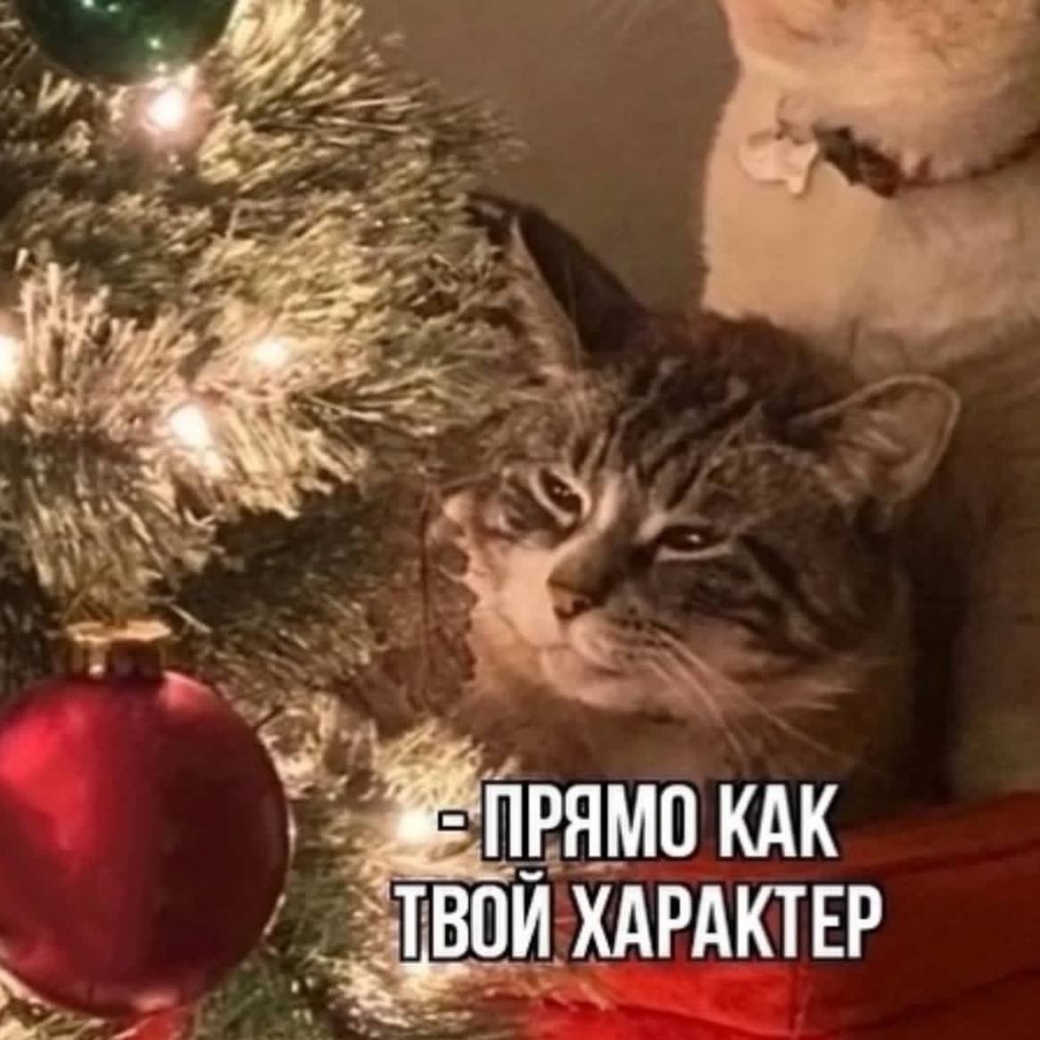Я и попытки полюбить зиму хотя бы из-за празднования НГ | Сетка — социальная сеть от hh.ru