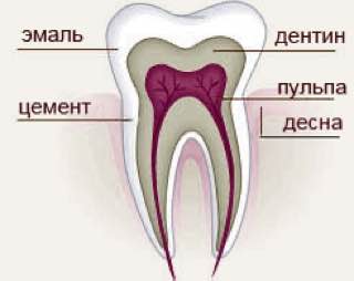 🔹Зубам нужен белок. Под эмалью, самой твердой тканью зуба, находится дентин - это мягкий слой, прикрывающий пульпу и он очень богат коллагеном | Сетка — социальная сеть от hh.ru