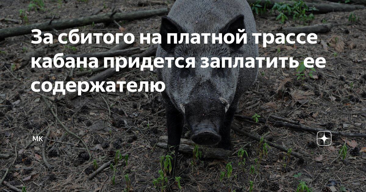 ДТП С ДИКИМ ЖИВОТНЫМ НА ПЛАТНОЙ ДОРОГЕ
В недавнем определении Верховный суд пытался разобраться, кто же отвечает за ущерб авто от столкновения с кабаном | Сетка — социальная сеть от hh.ru
