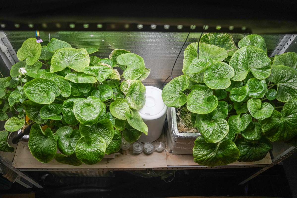 Материнские кусты васаби | Сетка — социальная сеть от hh.ru