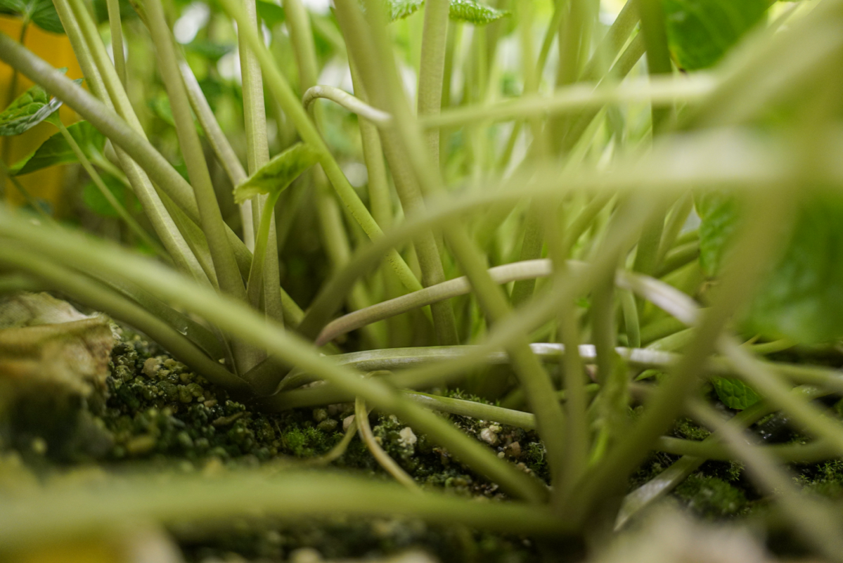 Материнские кусты васаби | Сетка — социальная сеть от hh.ru