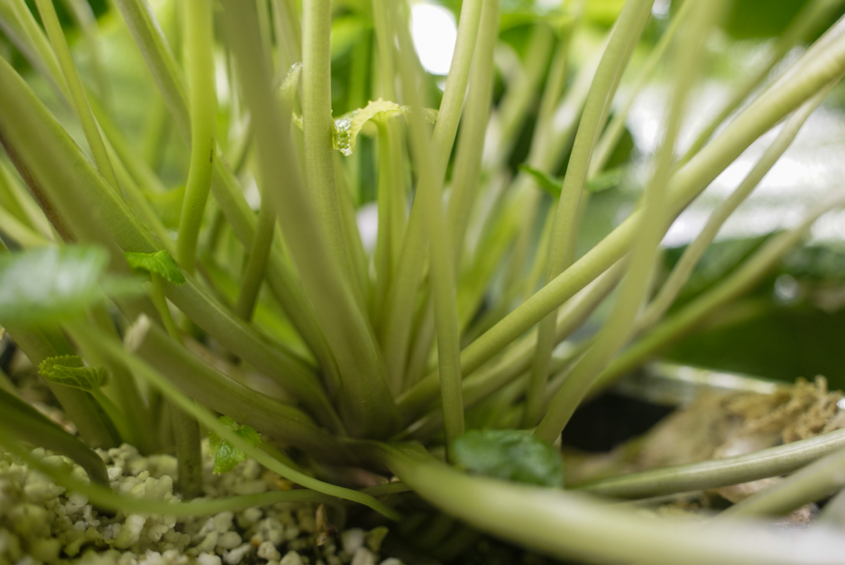 Материнские кусты васаби | Сетка — социальная сеть от hh.ru