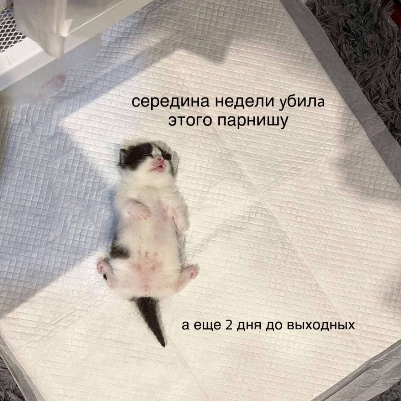 🔗 мемы в телеграм канале | Сетка — социальная сеть от hh.ru