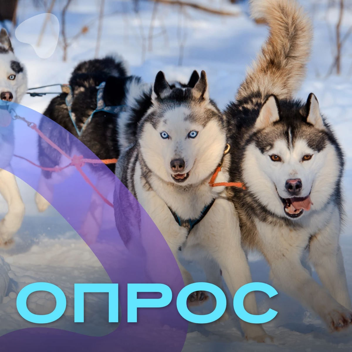 Зима в России, как мы уже говорили, — это не только горнолыжный отдых!
Мы хотим узнать, какие зимние развлечения вне лыжного спорта пользуются популярностью!
🤩Предлагаем пройти короткий опрос: выберит... | Сетка — социальная сеть от hh.ru