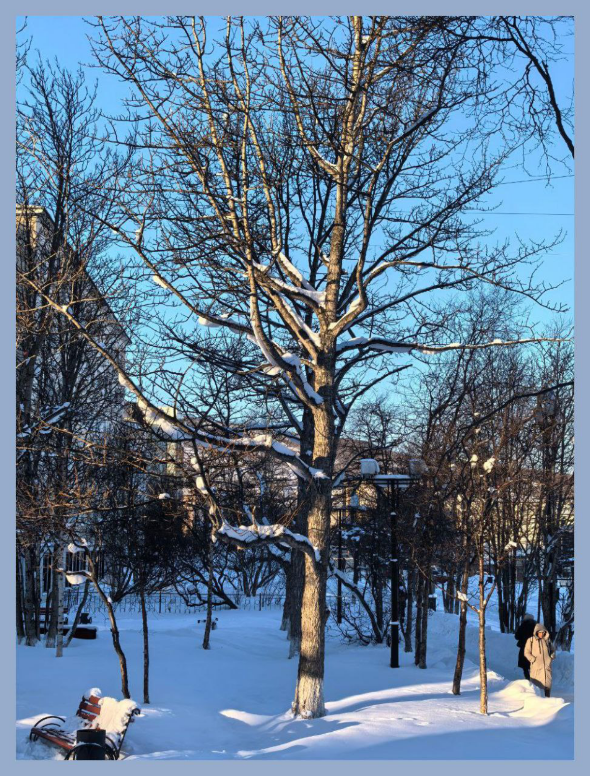 Ликую от вида деревьев! / Tree viewing makes me jubilant! | Сетка — социальная сеть от hh.ru