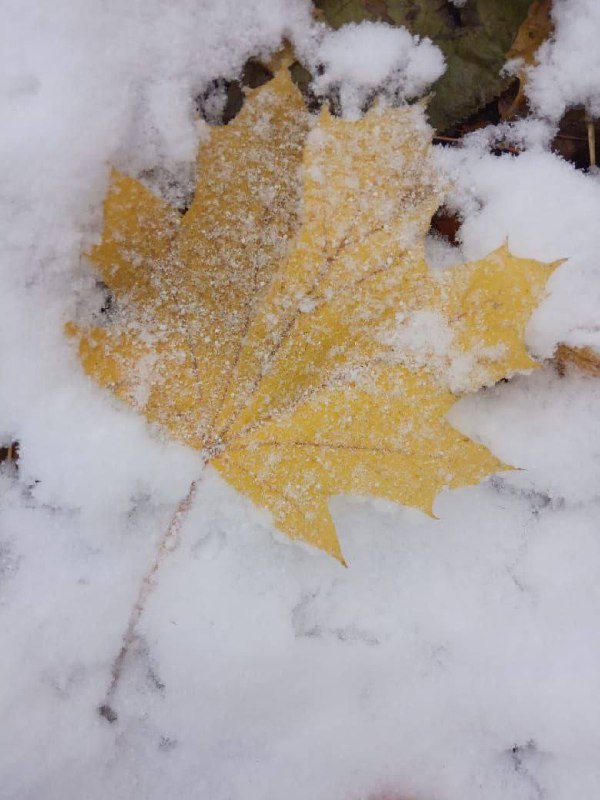 ❄️ Снежное утро на Комсомольском пруду Ставрополя
@stavdvor | Сетка — социальная сеть от hh.ru
