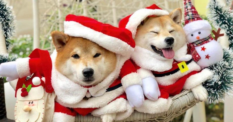 Разработчики Shiba Inu наградят стейкеров призами до $500 | Сетка — социальная сеть от hh.ru