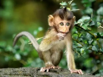 Доброго всём дня!
Недавно написала пост о том, в чем разница между ape и monkey:
https://t.me/Natalialehinatranslateteach/298
При этом оба слова на русский переводятся как "обезьяна" | Сетка — социальная сеть от hh.ru