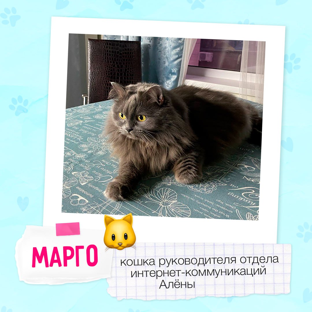 Знакомимся с пушистыми друзьями #BellintegratorTeam 🩷
Завтра, 30 ноября, отмечается Всемирный день домашних животных | Сетка — социальная сеть от hh.ru