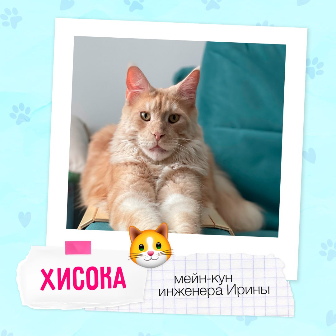 Знакомимся с пушистыми друзьями #BellintegratorTeam 🩷
Завтра, 30 ноября, отмечается Всемирный день домашних животных | Сетка — социальная сеть от hh.ru