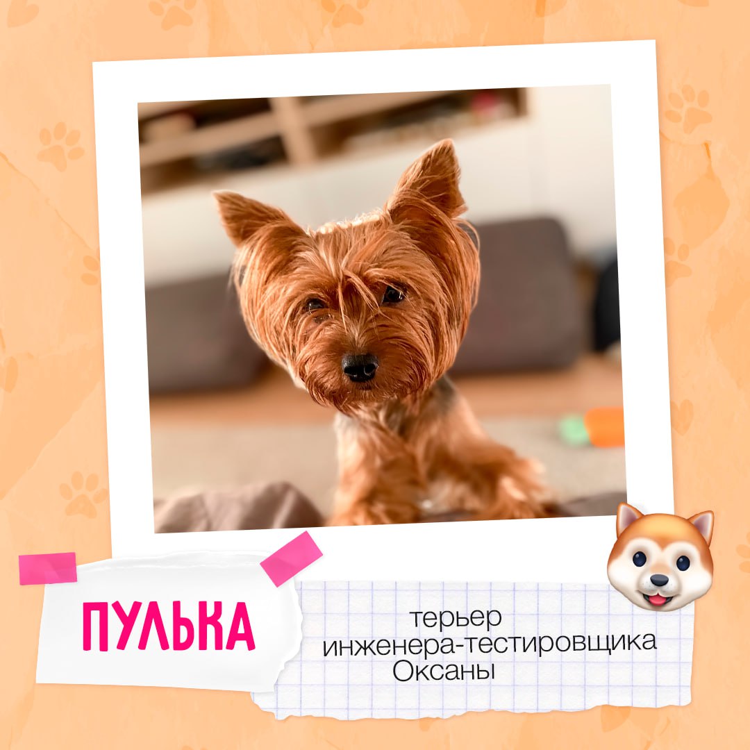 Знакомимся с пушистыми друзьями #BellintegratorTeam 🩷
Завтра, 30 ноября, отмечается Всемирный день домашних животных | Сетка — социальная сеть от hh.ru