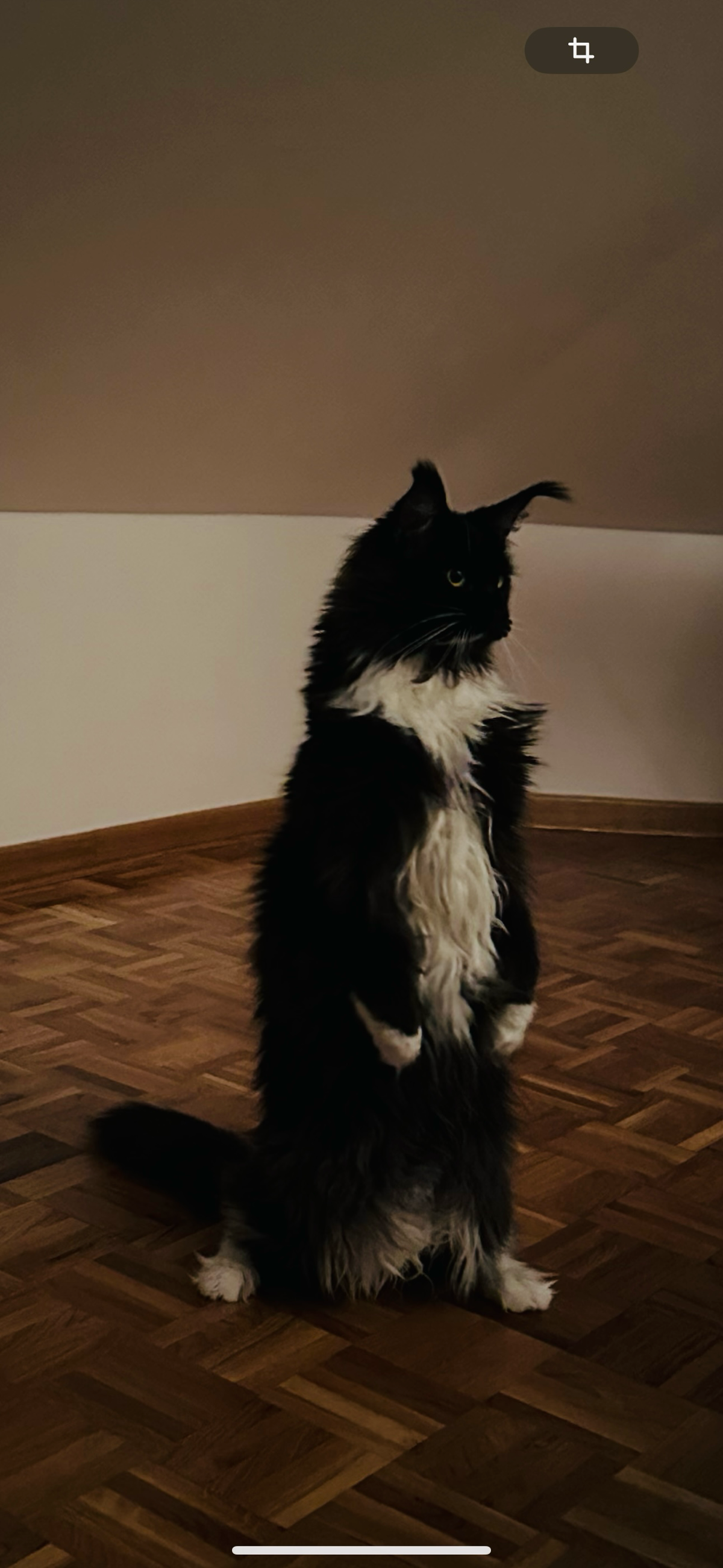 Не спрашивайте, как прошла моя рабочая неделя. Если мейнкун стал ходить на задних лапах, то что говорить про меня ) | Сетка — социальная сеть от hh.ru