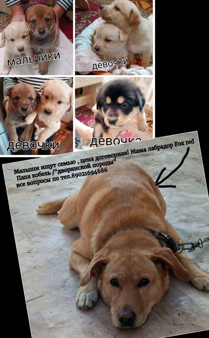 🐶 Нужны кому щенки?
📲Звоните 89021694686 или пишите в тг, вацап
❤️ sbkstreet | 🔵дать буст каналу | Сетка — социальная сеть от hh.ru