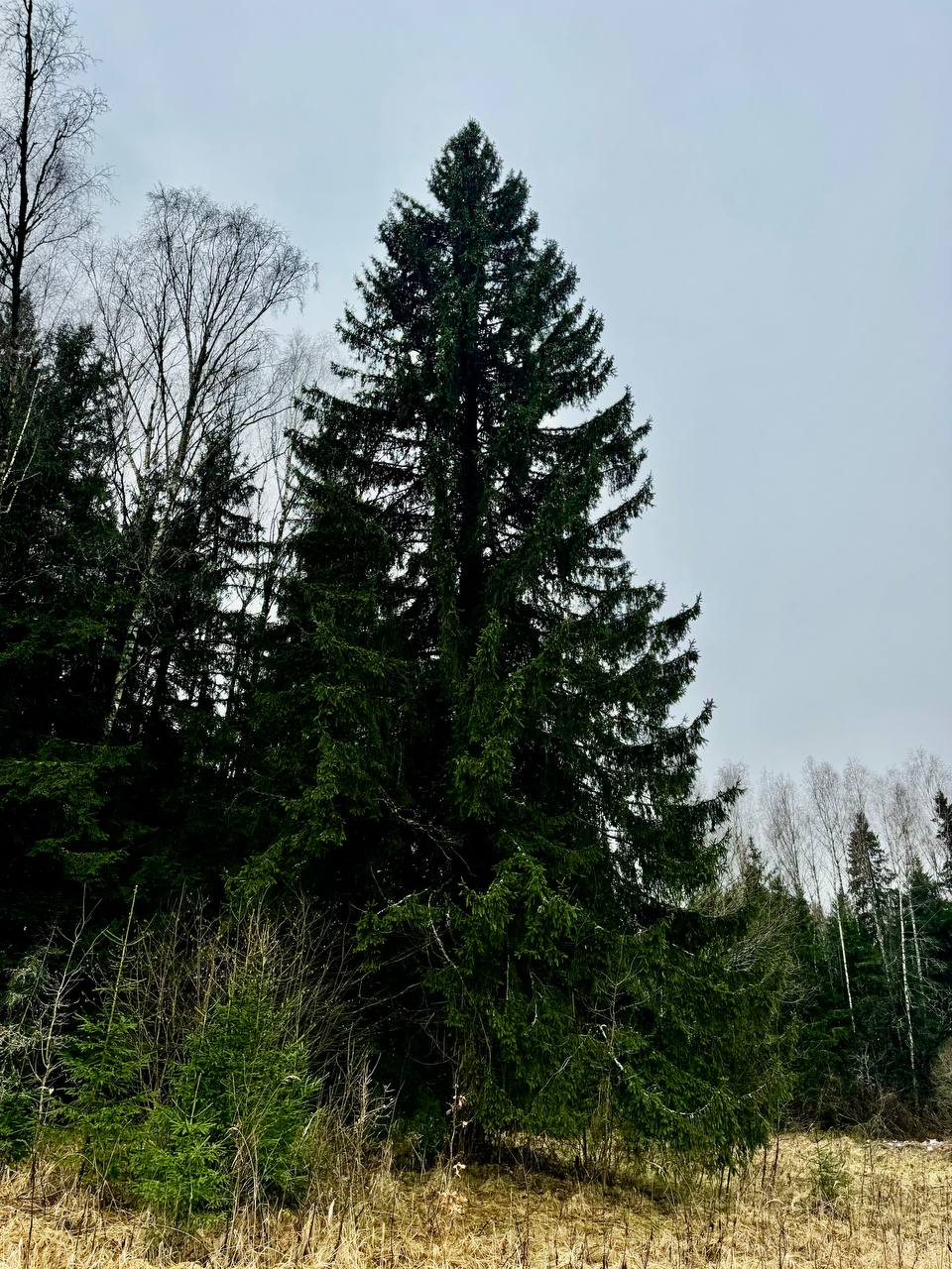 🌲Главная новогодняя ель России приедет в Кремль в полночь 12 декабря
Высота ели — 25 м, диаметр ствола — 60 см, а размах веток — 8 м
90-летнее дерево растет вблизи деревни Знаменка Можайского городско... | Сетка — социальная сеть от hh.ru