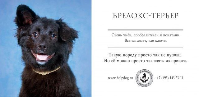 🐶30 ноября отмечают Всемирный день домашних животных. Этот праздник напоминает нам о том, что мы несём ответственность за своих питомцев | Сетка — социальная сеть от hh.ru