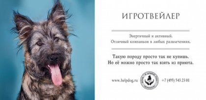 🐶30 ноября отмечают Всемирный день домашних животных. Этот праздник напоминает нам о том, что мы несём ответственность за своих питомцев | Сетка — социальная сеть от hh.ru