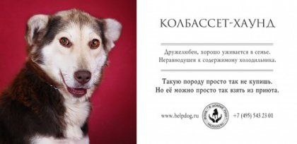 🐶30 ноября отмечают Всемирный день домашних животных. Этот праздник напоминает нам о том, что мы несём ответственность за своих питомцев | Сетка — социальная сеть от hh.ru