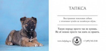 🐶30 ноября отмечают Всемирный день домашних животных. Этот праздник напоминает нам о том, что мы несём ответственность за своих питомцев | Сетка — социальная сеть от hh.ru