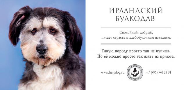 🐶30 ноября отмечают Всемирный день домашних животных. Этот праздник напоминает нам о том, что мы несём ответственность за своих питомцев | Сетка — социальная сеть от hh.ru