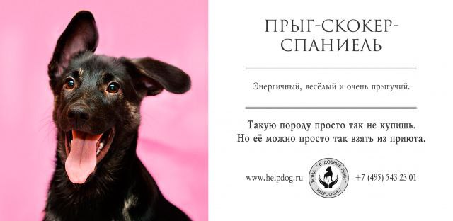 🐶30 ноября отмечают Всемирный день домашних животных. Этот праздник напоминает нам о том, что мы несём ответственность за своих питомцев | Сетка — социальная сеть от hh.ru