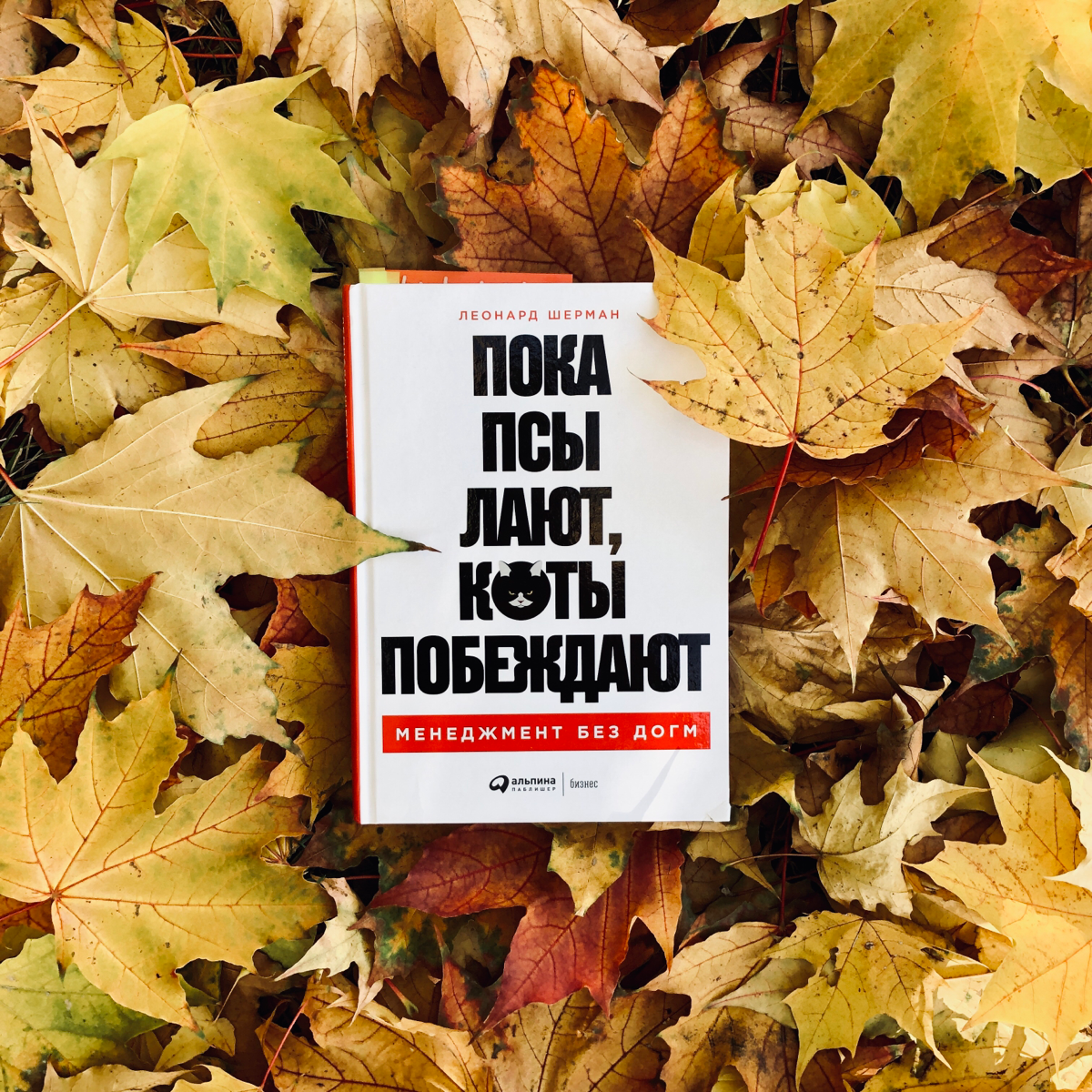 Леонард Шерман «Пока псы лают, коты побеждают» | Сетка — социальная сеть от hh.ru