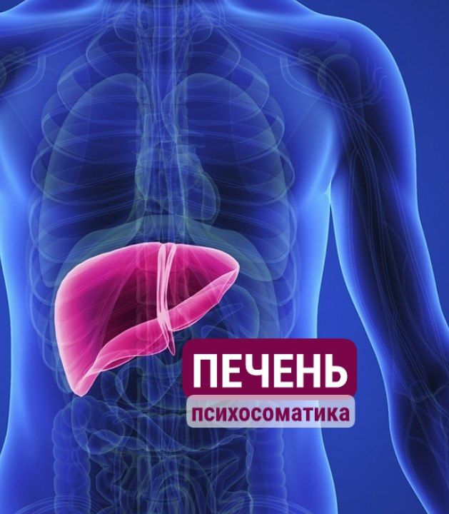 ПРО ПЕЧЕНЬ
⠀
Хотел коротко, но не получилось.
Слишком уж орган важный...
⠀
Итак...
⠀
❓Зачем вообще нам печень?
❗ Функций прям много.. | Сетка — социальная сеть от hh.ru