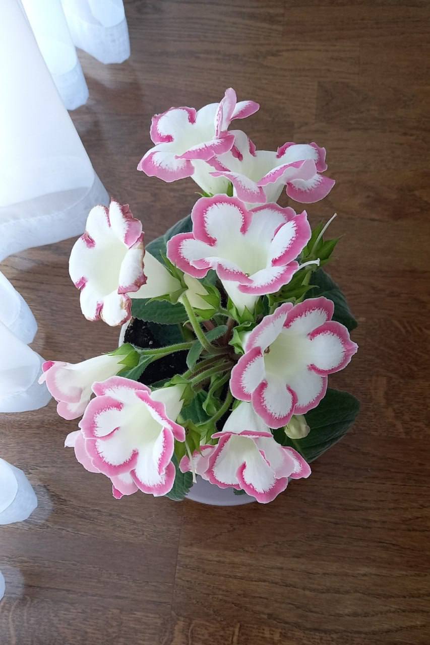 Не канал, а подарок!!!🥳🌸🎁
Ну наконец-то, в телеграм появился действительно полезный канал по уходу за комнатными растениями и цветами!🌺
У нас действует чат, где всегда помогут и подскажут, как восстан... | Сетка — социальная сеть от hh.ru