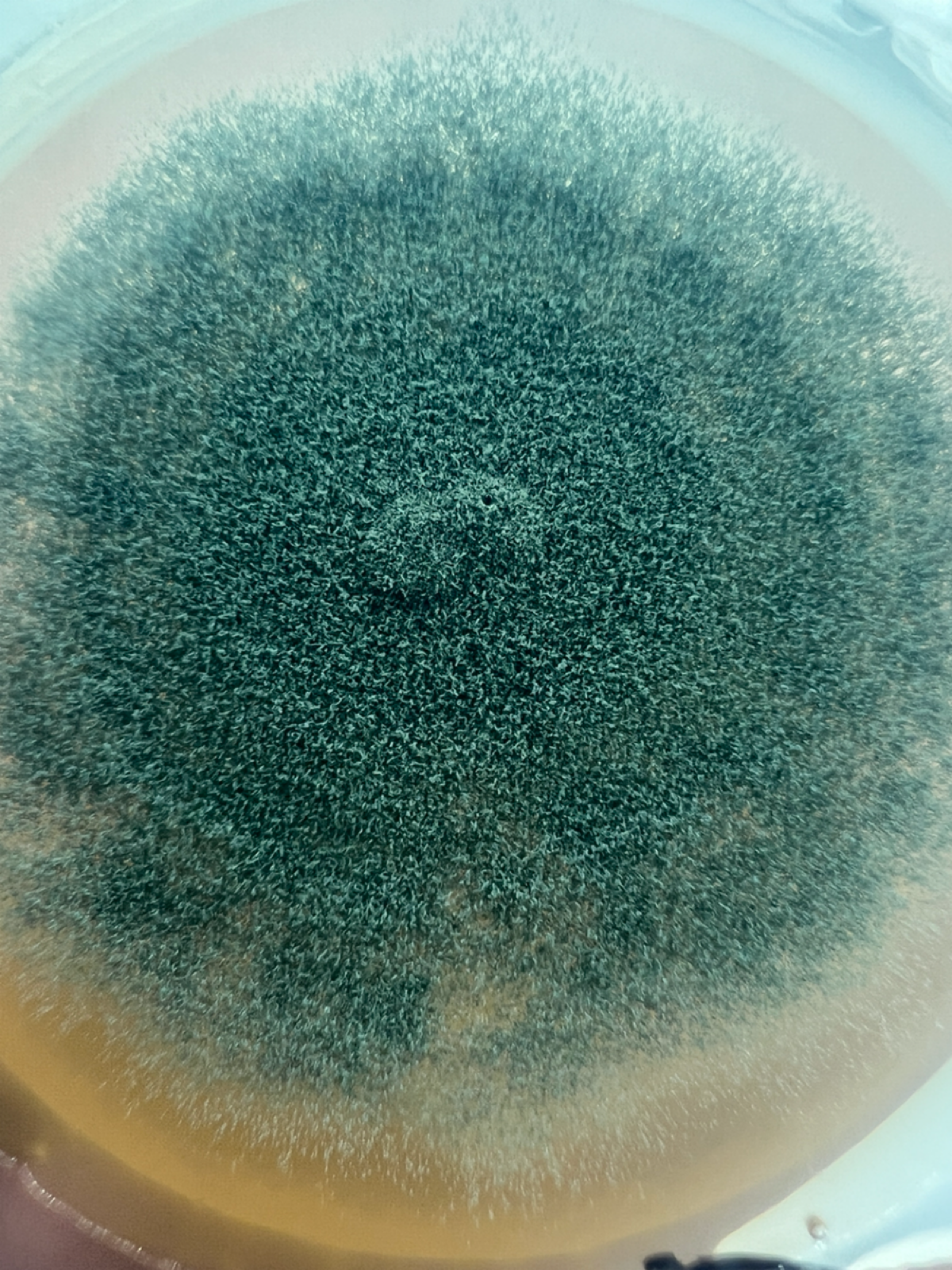 Апдейт по грибам | Сетка — социальная сеть от hh.ru